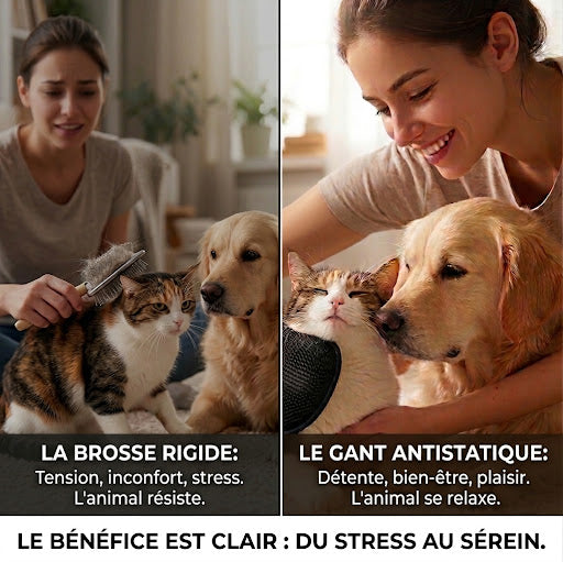 Comparatif entre une brosse rigide classique et le gant anti-poils Patounio