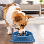 Corgi qui mange dans la gamelle anti-glouton bleue (image créée avec l'IA)
