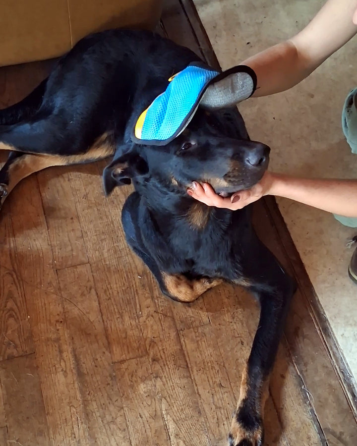 Beauceron allongé et calme, un Gant Câlin bleu posé sur sa tête, une main sous son museau
