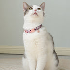 Chat assis qui porte le collier motif Pétales