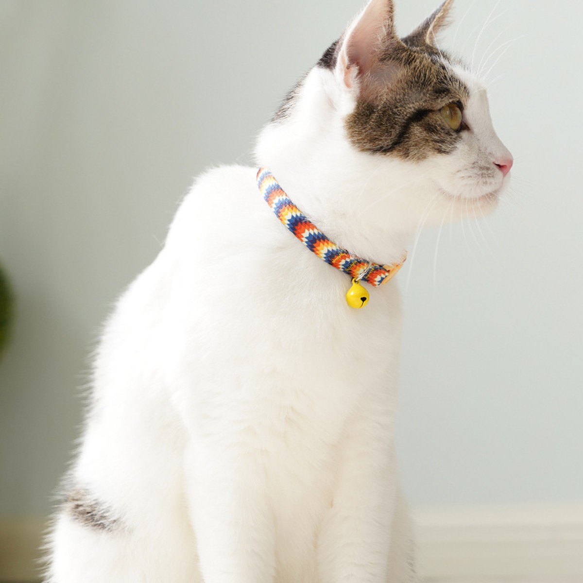 Chat qui porte le collier motif Zigzag
