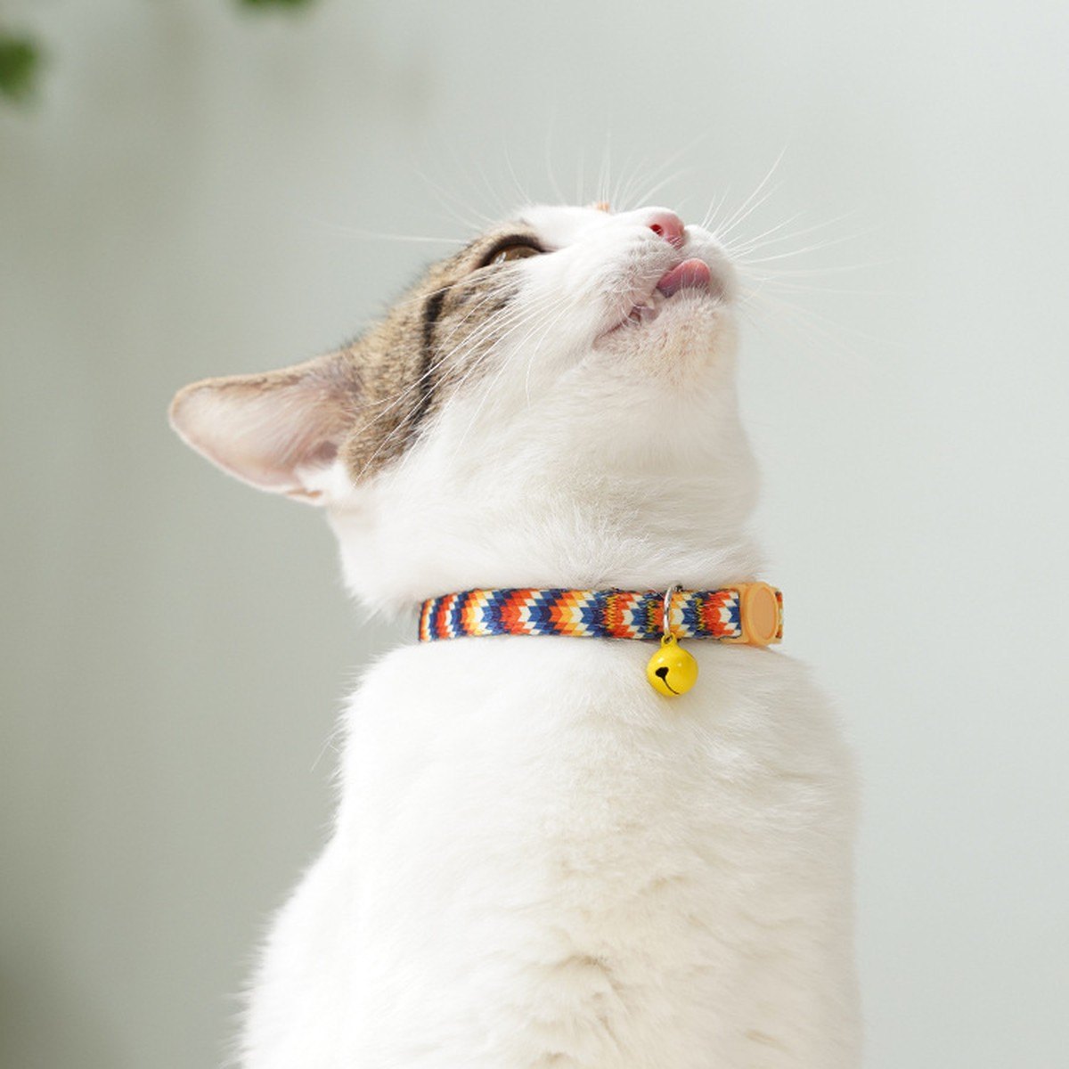 Chat qui lève la tête avec son collier motif Zigzag