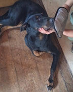 Le Gant Câlin passé sur un beauceron, un canapé noir couvert de poils, puis sur un chien blanc et marron, chez des proches de Patounio